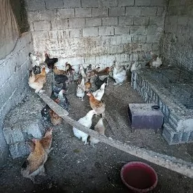 Brama towuk yumutgasy