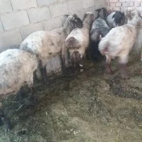 işekler