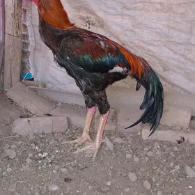 Horaz