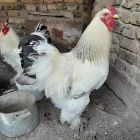Bramma horaz