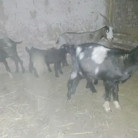 geci