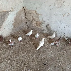 kepderi
