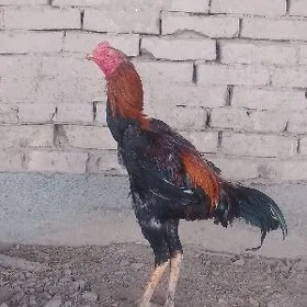 Horaz