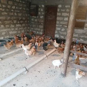 Ýaş towuklar