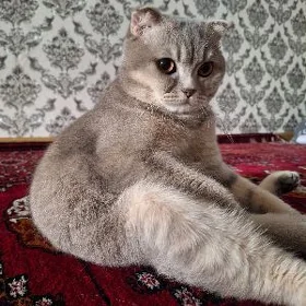 pısık