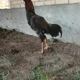 хораз