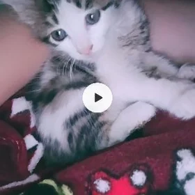 отдам котенка