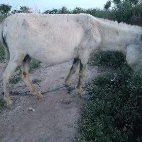 Ene bece eşek