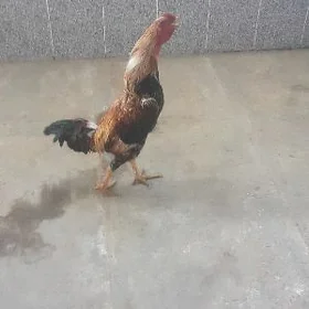 Baýsow horaz