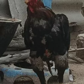 Dakan horaz