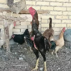 Baysok