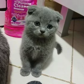 pişijek котёнок şotlandskiy