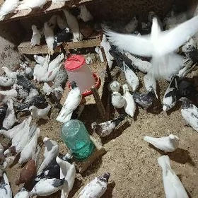 kepderi