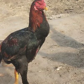 boyes Horazlar we towuklar