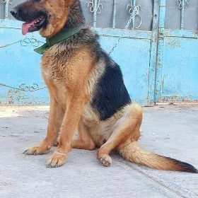 Afçarka