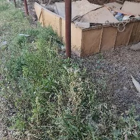 üzüm lotga