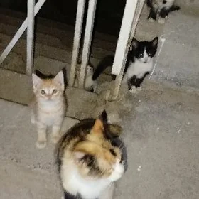 котята