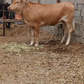 Tuweler
