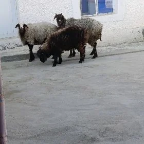 6 aylyk goç