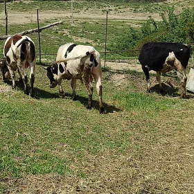Galeşteýin Okuz