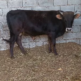 öküz