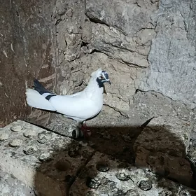kepderi.