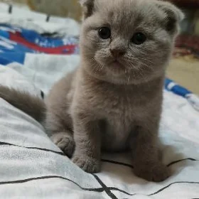 котёнок вислоухий