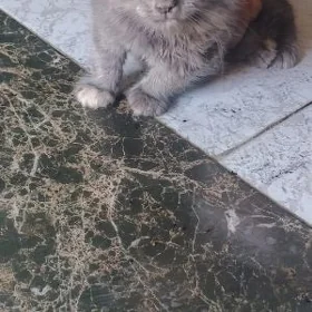 pişik
