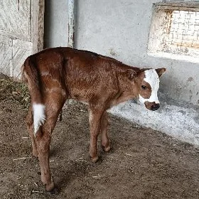 Göle oküzce gulajyn