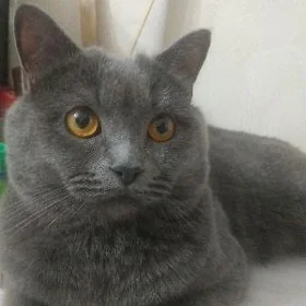 Кот на вязку