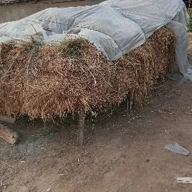 yorunja