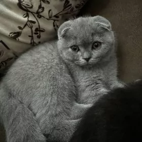 Чистокровный британец мальчик