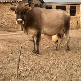 sygyr