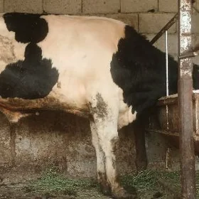 Öküz