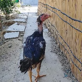 taşkent horoz