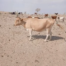 Sygyr
