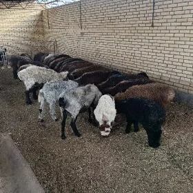 Toklylar goyunlar