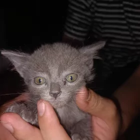 шотландские котята