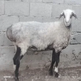 goýyn