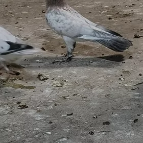 kepderi