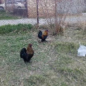 товшан пер