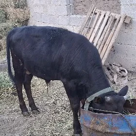 Gole okuz
