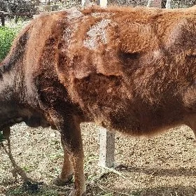 Agyr bogaz goleli sygyr