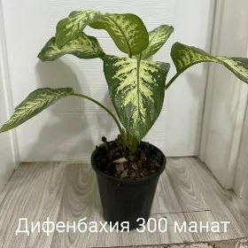 Продаётся цветы