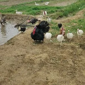Induk Gus Gaz Towşan