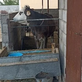 tüwe 2 ýašan.