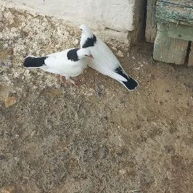 kepderi çorneşeý