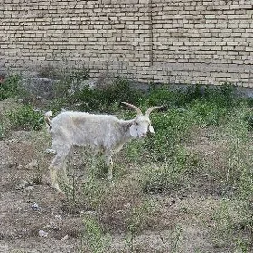 Geçi Geçiler
