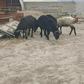 goçlar semiz.