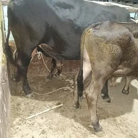 uly öküz